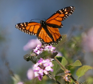 Monarch (2015_08_25 12_01_50 UTC)